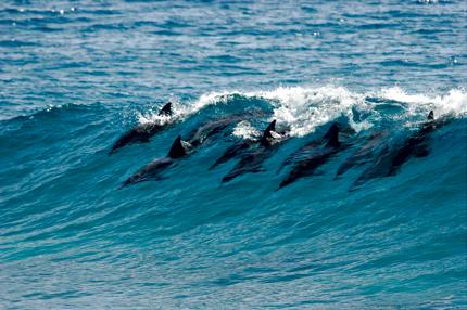 Swimming with Dolphins in Mozambique